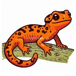 image of salamander coloring