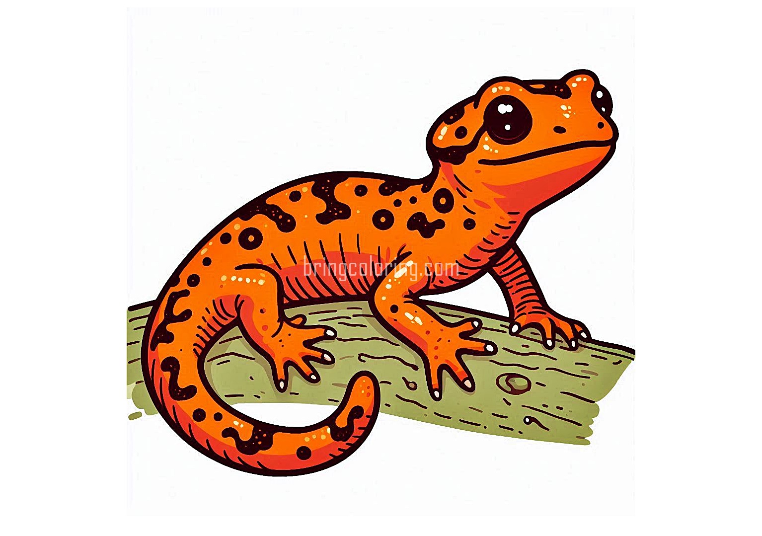 Salamander Coloring Pages 1 image of salamander coloring