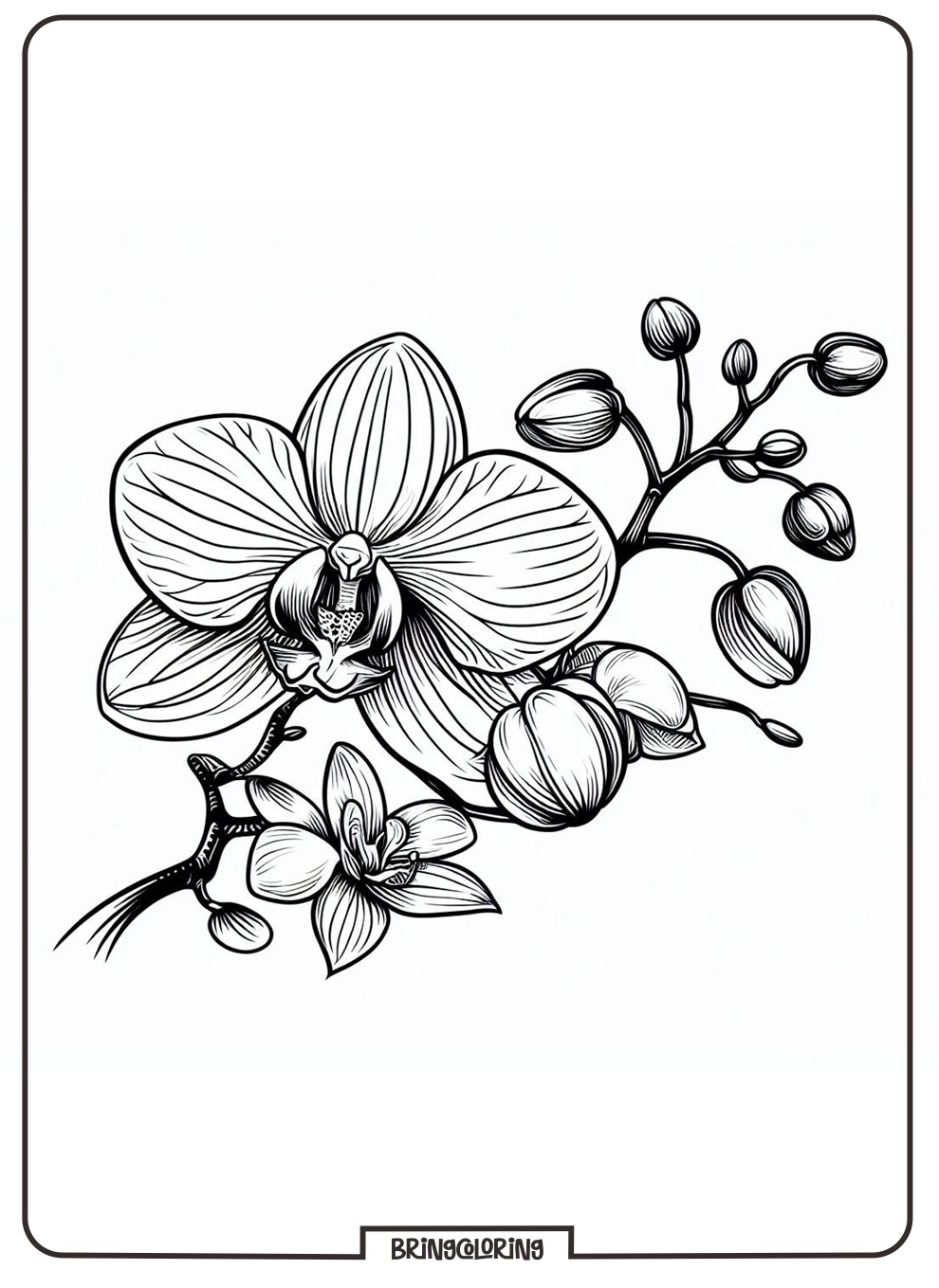 Orchid Flower Coloring Online Page bringcoloring.com