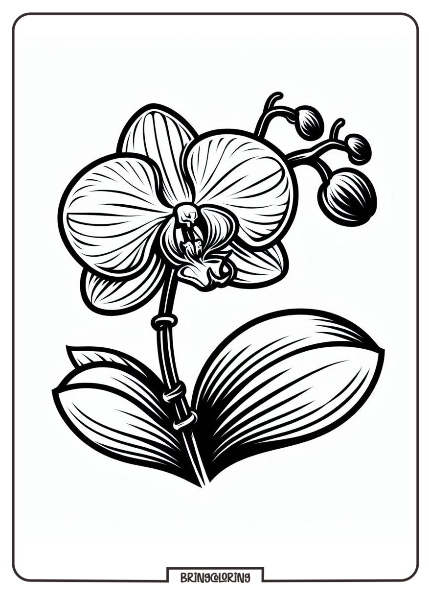 Orchid Flower Coloring Online Pages bringcoloring.com