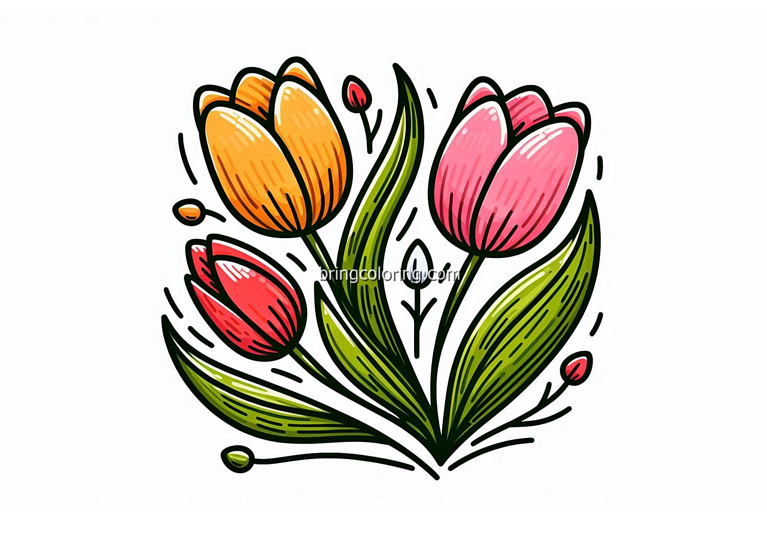 image of Tulip coloring